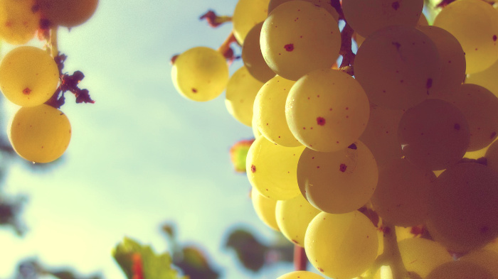 виноград, экстракт