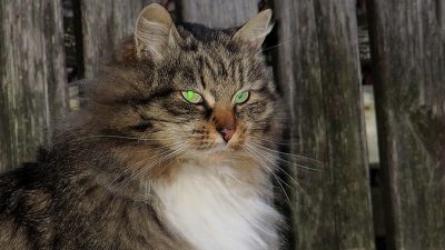 Инструкция по обращению с котами