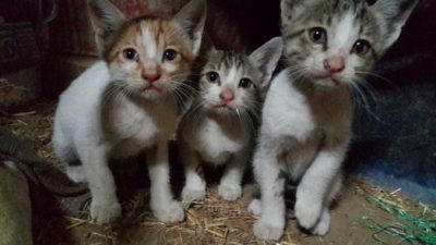 (Видео) Спасти 3 вмёрзших в лёд котят помог термос с кофе!