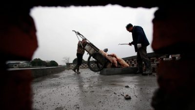Жители деревни сбрасывают мертвых свиней в хранилище обеззараживания, построенное на сельскохозяйственных угодьях в городе в муниципалитете Цзясин, провинция Чжэцзян на востоке Китая, 13 марта 2013 г. (AFP / AFP / Getty Images)