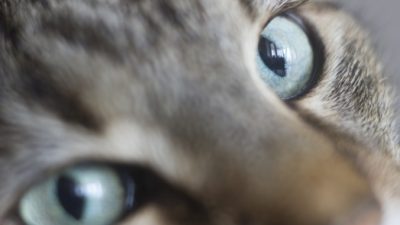 Кот в хирургической маске гуляет по Китаю. Его устрашающего вида испугается даже коронавирус