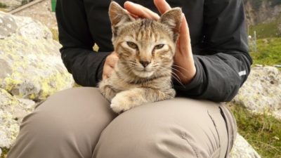 Любимая кошка мешала хозяевам работать на дому. И они придумали, как её обмануть