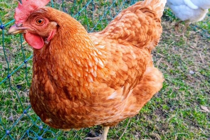 BilderKes/pixabay.com/Pixabay License