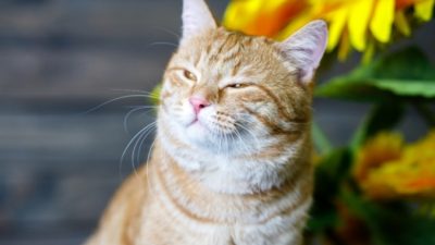 Отличная идея в условиях карантина! Приложение для общения с животными от фонда «РЭЙ»