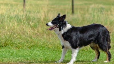 Пса с психическим расстройством бросили хозяева. Но и таким  собакам найдётся место в жизни (причём очень почётное)