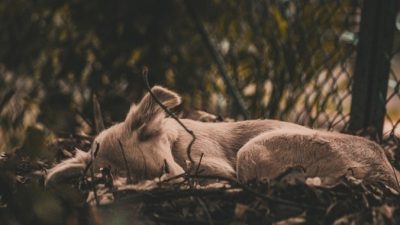 Пса, напоминающего «доисторическое существо», приютили и вылечили. Как же он благодарен!