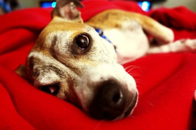 Парень перелез через забор, чтобы украсть собаку. Но винить его никто не торопится wallpaperflare.com/СС0 | Epoch Times Россия