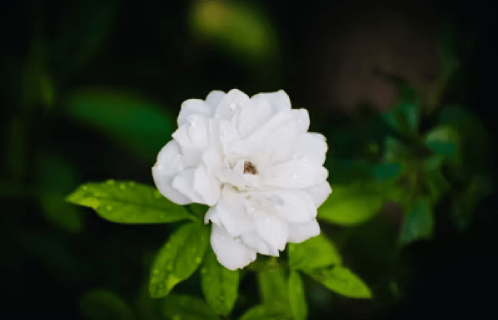 Стевия. Фото: unsplash.com/@murtaza327 | Epoch Times Россия