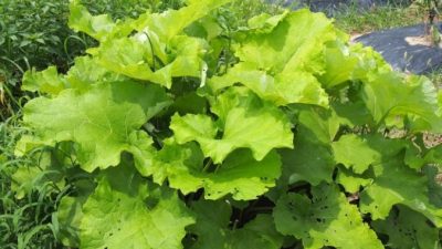 Лопух — растение для тех, кто много времени проводит на ногах