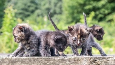 Женщина нашла большую коробку на своём заднем дворе. А в ней было 39 котят!
