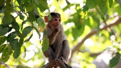 Образцы крови заражённых COVID-19 украли у лаборанта. Обезьяны!