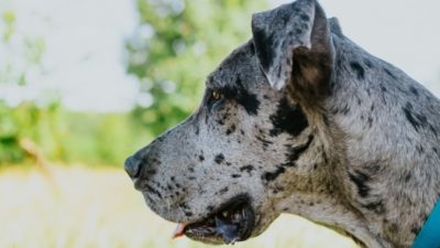 Самый большой пёс в мире может стать ещё и самым старым!