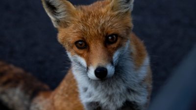(Видео) Любопытная лиса засунула голову в старое колесо. В таком виде её и застал хозяин сада, где она гуляла
