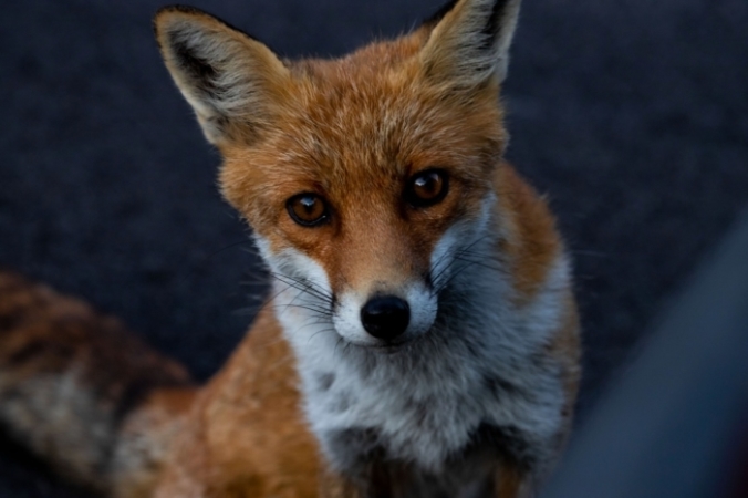 Luigi Liccardo/unsplash.com/СС0