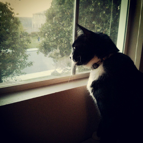 кошка у окна кошка у окна