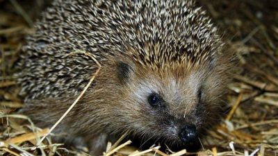 Мужчина спас ёжика из горевшей травы в Нижнем Новгороде и призывает людей больше не устраивать палы!