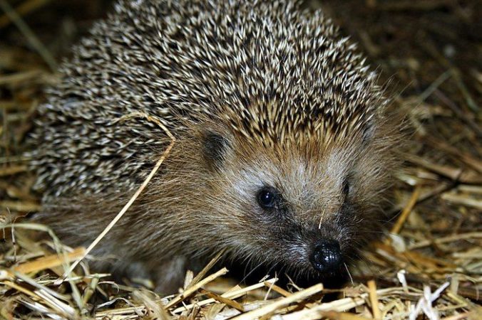 Фото: Tauno Erik/flickr.com/CC BY-SA 2.0 | Epoch Times Россия