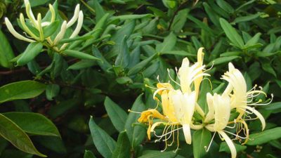 Японская жимолость по-прежнему остаётся эффективным средством лечения против вирусов гриппа на протяжении тысячелетий. Фото: commons.wikimedia.org