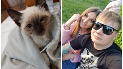 Геймер до последнего боролся за жизнь найденного котёнка. Подписать согласие на усыпление парень не смог