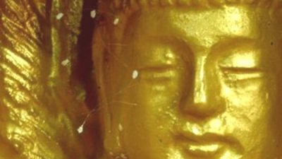 По всему миру расцвёл удумбара, что случается один раз в 3000 лет (видео)