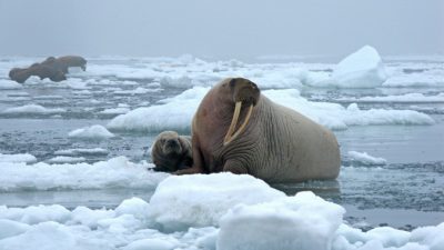 Моржи вышли на берег Аляски в результате глобального потепления