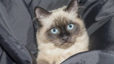 Сиамскую кошку с запиской бросили на улице. Послание быстро развеяло гнев сотрудников приюта на бывших хозяев