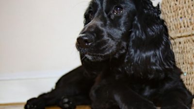 Последнюю прогулку умирающего пса сопровождало 350 незнакомцев! Потому что есть те, кому не всё равно