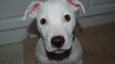 Искусанного пчёлами глухого щенка должны были усыпить. Но работники приюта воспользовались последним шансом