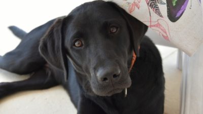 Собака, похожая на кенгуру, погибла бы на улицах, если бы не волонтёры!