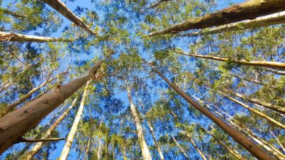 О пользе эвкалипта