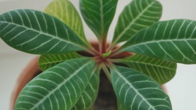 Комнатные растения могут думать, говорить и читать наши мысли. Часть II