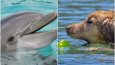 Собака и дельфин дружат 8 лет. Фото дружеского поцелуя восхитило пользователей