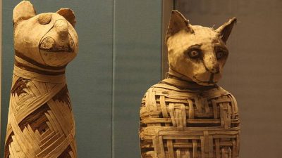 Мумию таинственного неизвестного зверя нашли в Турции