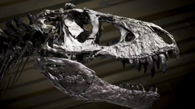 
Скелет Тристана Тираннозавра Рекса для СМИ в Museum fuer Naturkunde (Музей естественной истории) 16 декабря 2015 года в Берлине, Германия. (Аксель Шмидт / Getty Images)