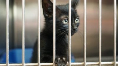 Девушка устроилась волонтёром в приют в память о пропавшем коте. А там её уже долгое время дожидался сюрприз