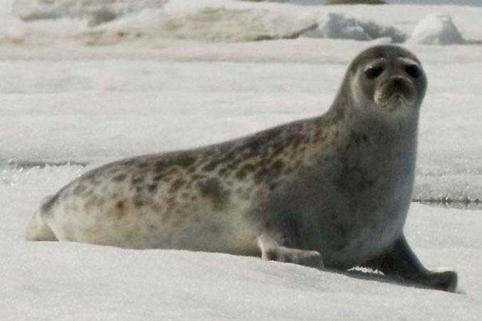 NOAA Seal Survey/ru.wikipedia.org/public domain | Epoch Times Россия