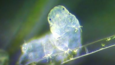 Самое выносливое животное в мире имеет чужеродную ДНК