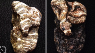 Художница искусно превращает камни в… дивных зверей. Они как живые!