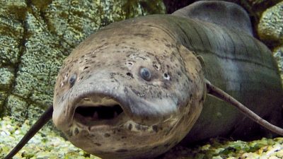 Африканская двоякодышащая рыба может оставаться без воды и еды много лет