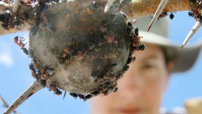 Во время войны муравьи перестают убивать друг друга и объединяются