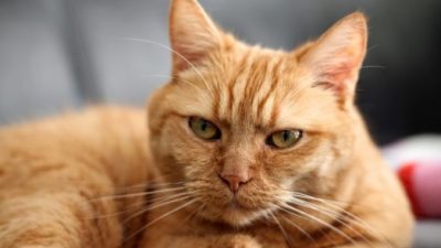 Кот-драчун лишился задних лап, но ветеринары смогли ему помочь. И теперь это кот-терминатор!