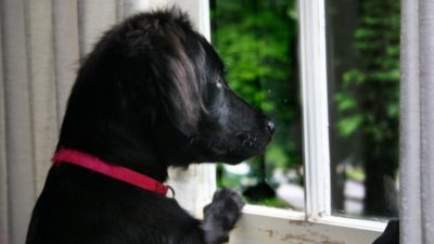 Хозяйка не понимала, почему пёс ходит подавленный. Разгадка была за окном