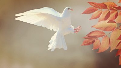 Истории о людях, которые переродились в птиц и вернулись к своим родным