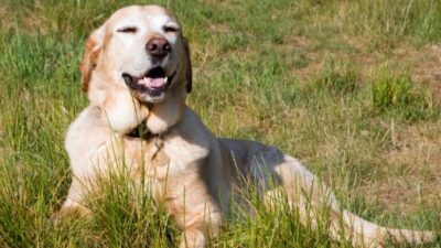 Семья потеряла собаку и даже не предполагала, куда отправился сентиментальный пёс!