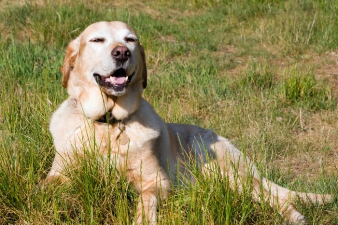 Karen Arnold/needpix.com/СС0 | Epoch Times Россия