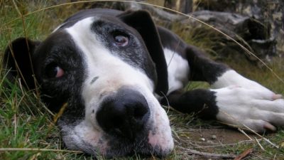 Дружелюбный бультерьер не стал церемониться с грабителем и защитил дом. Дорогой ценой