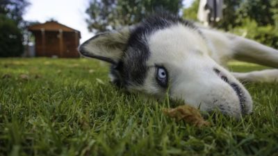 Заводчик отдал хаски в приют из-за вечно удивлённого взгляда. А пользователи соцсетей пришли в восторг из-за него же!