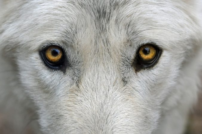 Подобранный на улице щенок рос и всё больше удивлял хозяев своим поведением. Они стали догадываться, что это может быть и не собака christels/Pixabay/Pixabay License