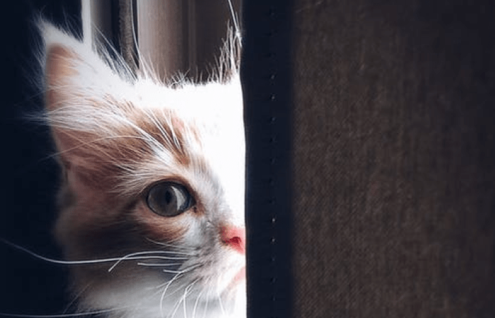 Кошка. Фото:.Henda Watani/pexels.com / License | Epoch Times Россия