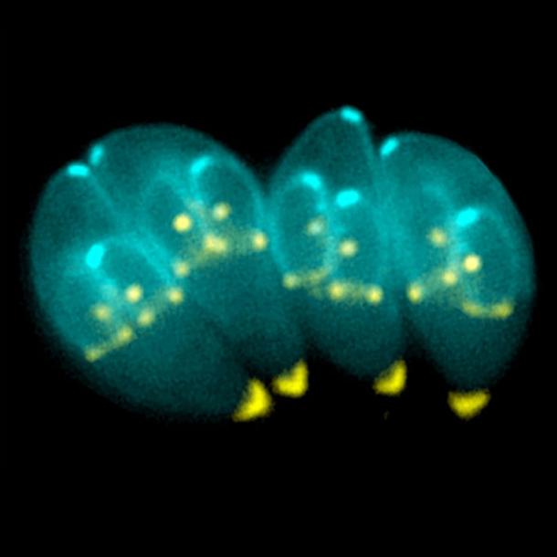 Деление Toxoplasma gondii, облигатного внутриклеточного паразита человека Деление Toxoplasma gondii, облигатного внутриклеточного паразита человека